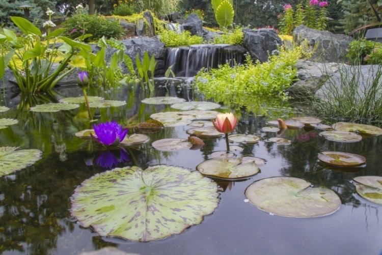 Bài trí hồ nước nhỏ xu hướng mới cho sân vườn hiện đại Bài trí hồ nước nhỏ xu hướng mới cho sân vườn hiện đại